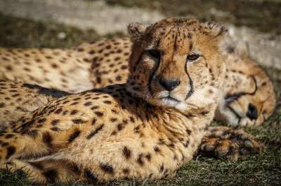 猎豹 动物园 捕食者 动物 野生动物 猫 荒野 非洲 食肉动物