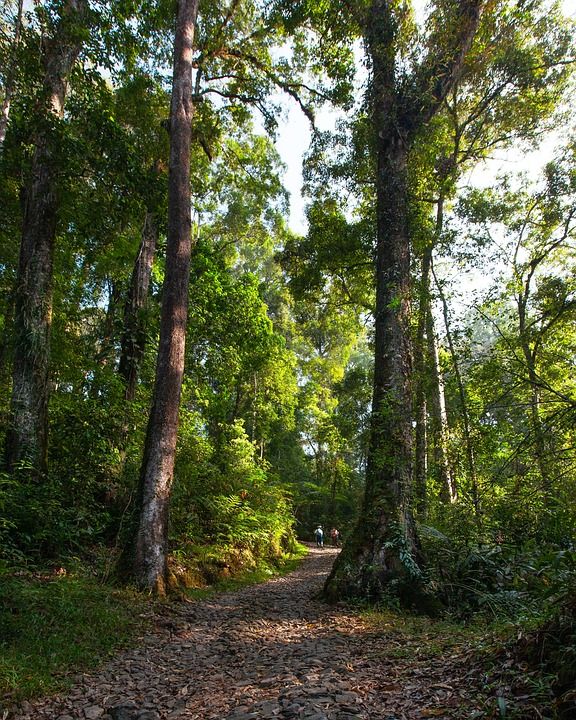 景观 热带 森林 路 早晨 当地人 哈利萨拉卡山国家公园 爪哇岛