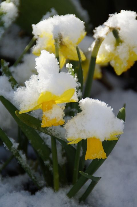 复活节的钟声 水仙花 下雪的 雪 冬天来临 4 月 黄色 春天