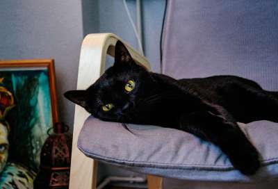 黑猫 动物 猫