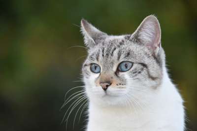 猫 阴云 猫科动物 动物 肖像猫 猫看 猫蓝色的眼睛 可爱 自然