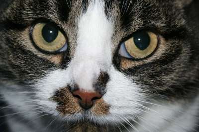 猫 猫咪 宠物 动物 胡须