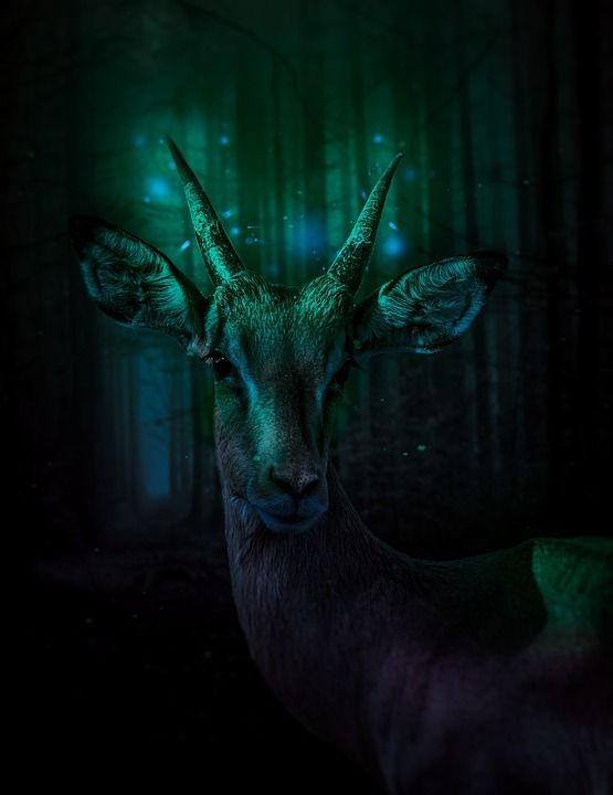 独角兽 天鹅 魔法 幻想 动物 自然 神秘 情绪 马 景观