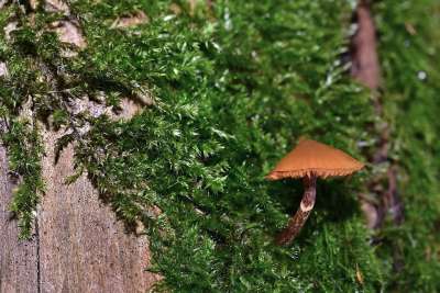 自然 森林 屏幕真菌 苔藓 树桩 关闭