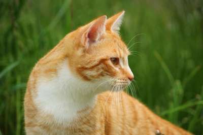 猫 小猫 红虎斑 红猫 鲭鱼 草 家猫 年轻的猫 虎猫