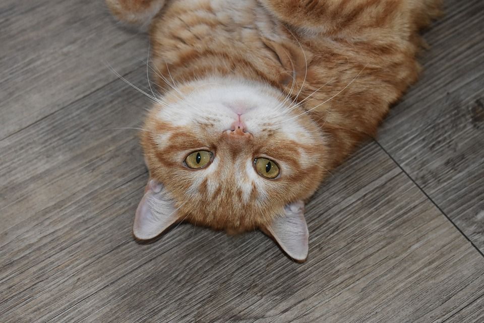 猫, 生姜, 纵向, 手表, 说谎, 在地上, 眼睛, 胡子, 首页, 宠物