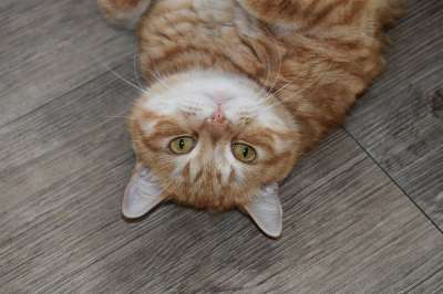 猫 生姜 纵向 手表 说谎 在地上 眼睛 胡子 首页 宠物