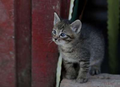 那只猫 小的 猫似的 俏皮 可爱的 动物 国内