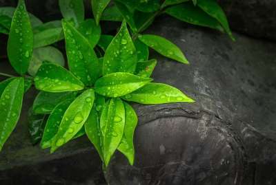 叶子 植物 阔叶 大自然 绿色 抽象 露水 扑簌 早晨 春天