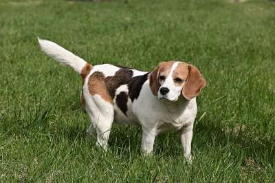 比格犬 狗 宠物 动物 国内的 犬类 哺乳动物 草 特写