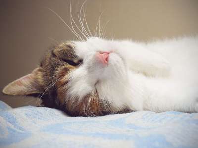 猫 可爱猫咪 动物 宠物 肖像 小猫 国内的 猫科动物 基蒂