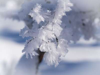 雪 冬天 自然 分支 季节 雪晶 霜 寒冷的 冰晶 关闭
