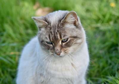 猫 猫Nala 猫的眼睛 动物 可爱 哺乳动物 猫科动物 伴侣