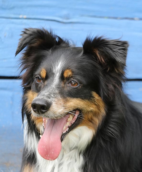 狗 犬类 哺乳动物 肖像 可爱的边境牧羊犬三种颜色