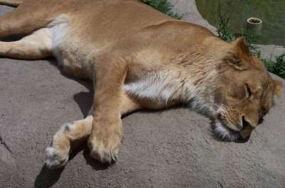 狮子 母狮 动物园 猫