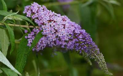自然 森林 开花 紫丁香 花 Umbel 紫色的 关闭 灌木