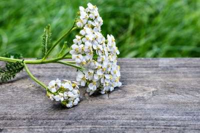 蓍草 野生植物 花野花 草甸植物 开花 盛开 野生动物 自然 宏