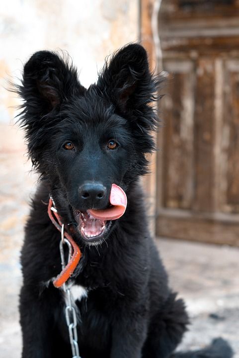 狗 德国牧羊犬 舔 舌头 吐舌 黑狗 黑色皮毛 宠物 狗链