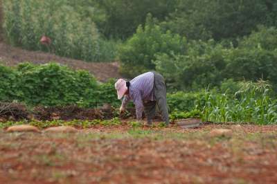孤独 母亲 农场 国家 食物 植物 女士 家庭 绿色农场