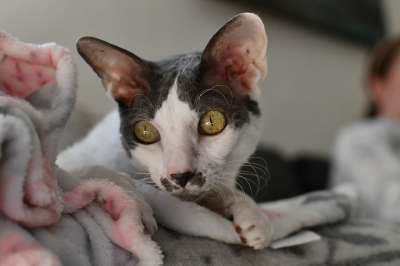 猫 科尼什雷克斯 好奇的 眼睛 反思