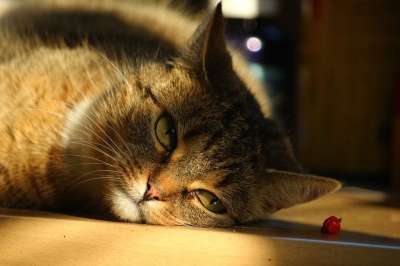 猫 辣椒 鲭鱼 Katzenkopf 家畜 猫脸 动物肖像 猫眼