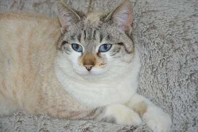 阴云 猫 猫科动物 动物 可爱 哺乳动物 家畜 年轻的猫 胡子