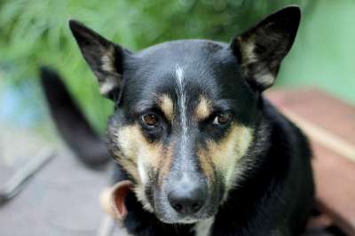 狗 动物 宠物 脸 犬类 哺乳动物 国内的 肖像