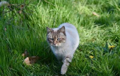 猫 猫在移动 猫步 猫蓝色的眼睛 自然草地 可爱的 动物 捕食者