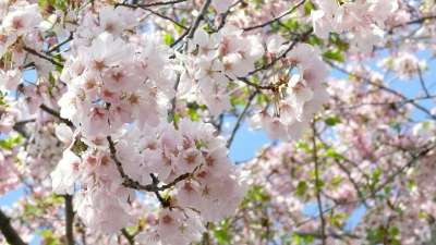 樱花 树 开花 华盛顿 春天 直流电