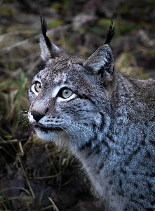 猞猁 动物 野生动物 自然 猫 荒野 捕食者 哺乳动物 大猫