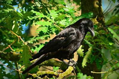 乌鸦 鸟 动物 Corvidae 羽毛 喙 眼睛 腿 脚 枝杈