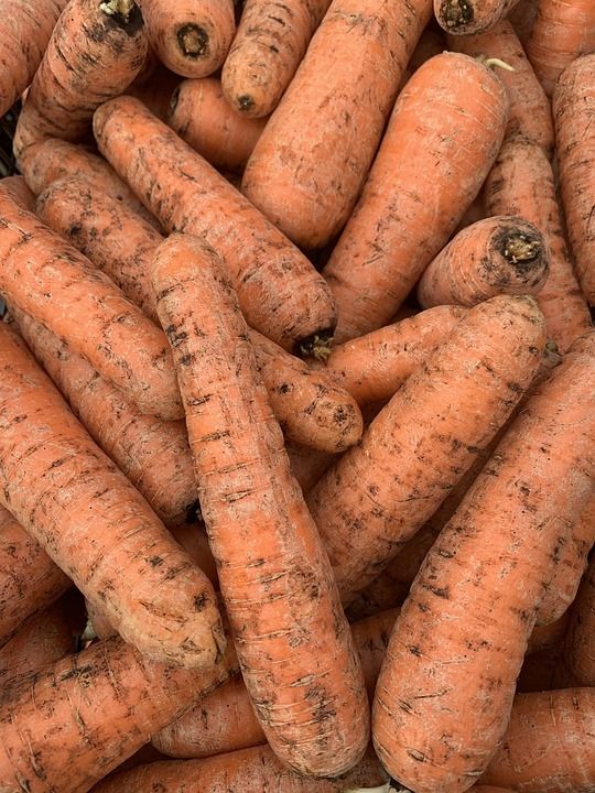 萝卜 地球 蔬菜 素食主义者 食物 健康 新鲜的 有机的 美食家
