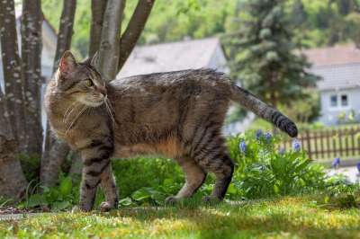 猫 轮廓 花园 虎猫 绿色的眼睛 动物肖像 小胡子 晶须 猫耳朵