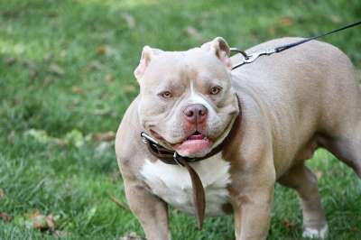 狗 宠物 动物 美国斯塔福郡梗犬 工作人员 美国Staffy 家犬