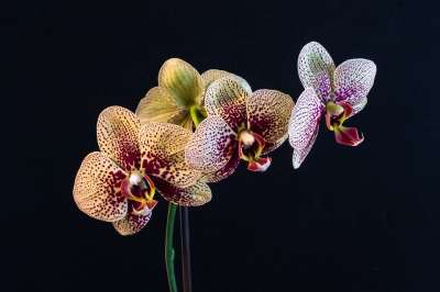 兰花 蝴蝶兰 花 春天