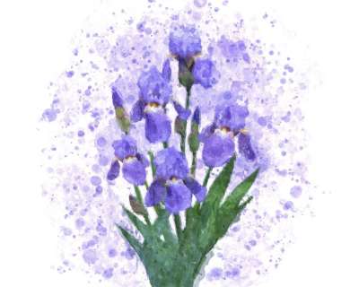 水彩绘画 花朵 虹膜 艺术