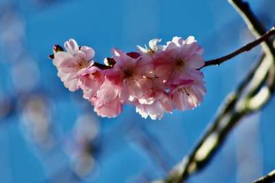 春天樱桃 Higankirsche 花枝 开花 粉色的 李子