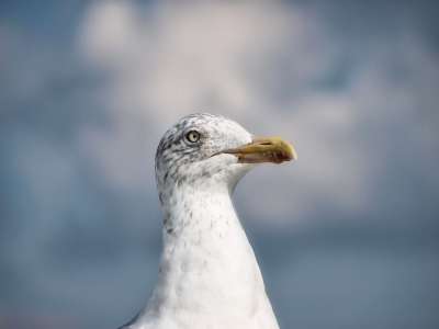 鸥 Greetsiel 鸟 北海 节日主题