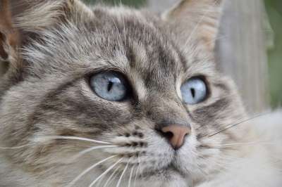 猫 宠物 猫科动物 动物 毛皮 小胡子 眼睛 小猫 驯化 家猫