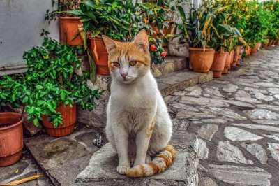 猫 迷路 动物 户外 看着 可爱的 肖像 基蒂 街道 希腊