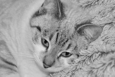 猫 年轻的猫 黑白照片 家畜 家猫 年轻女性 胡子 鼻子的猫