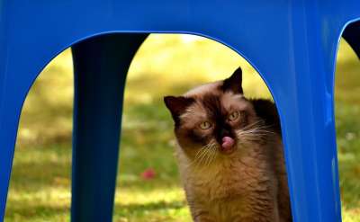 英国短毛猫 猫 纯种 英国 短发 野生动物 家猫 毛皮 动物