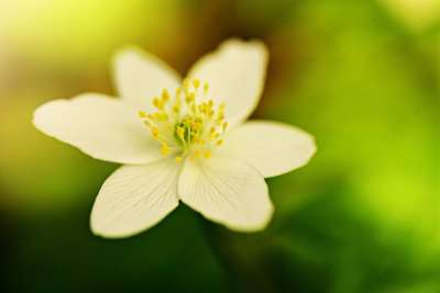 木海葵 海葵 白色的花 花瓣 雌蕊 植物 春天的时候 花园
