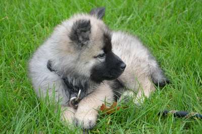 小狗 幼犬躺下 草 Eurasier Nova 青年 配置文件的狗