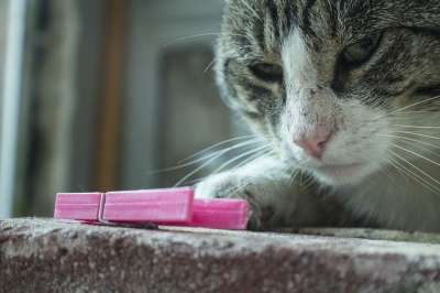 猫 俏皮的 可爱的 雪 小猫 迷人 枪口 婴儿 牛奶