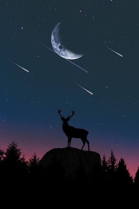 月亮 天空 自然 黄昏 太阳 轮廓 日出 鹿 射击之星