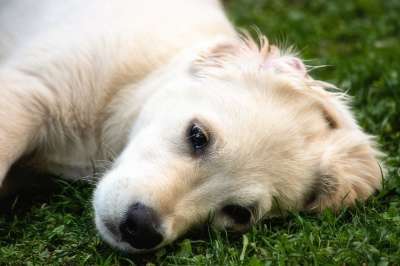 狗 哺乳动物 动物 野生动物 金毛猎犬 白色的 可爱的 家畜 草