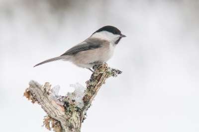 Poecile Montanus 柳雀 鸟 自然