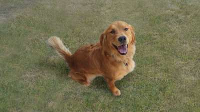 金毛猎犬 狗 快乐的 动物 宠物 犬类 金的 猎犬 小狗