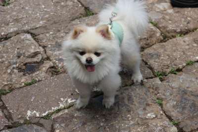 宠物 狗 动物 犬类 遛狗